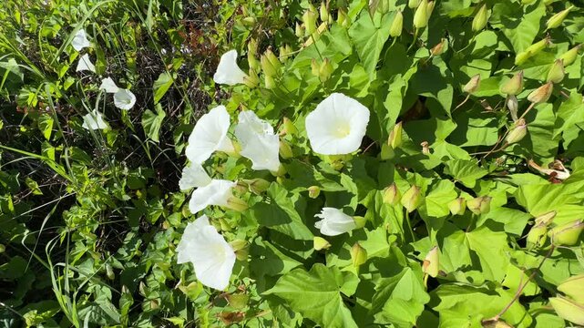 Close-up of white garden bindweed flowers. Convolvulus arvensis white flowers. Field bindweed includes lesser, European bindweed, withy wind, perennial morning glory, small-flowered morning glory.