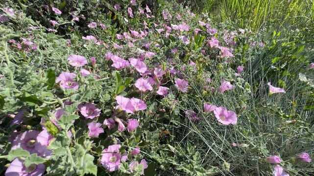 Close-up of pink garden ivy flowers. Full-frame texture of pink Convolvulus galaticus flowers blooming naturally as a dense wild groundcover carpet among fuzzy green leaves on a sunny meadow hillside.