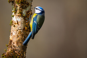 Eurasian Blue Tit (Cyanistes caeruleus) perched on a mossy tree trunk © Jhony