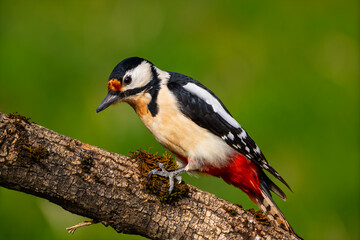 Fototapeta premium Great Spotted Woodpecker (Dendrocopos major) perched on a mossy branch