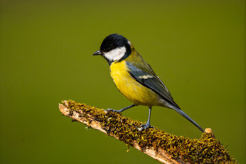 Great Tit (Parus major) perched on a mossy branch © Jhony