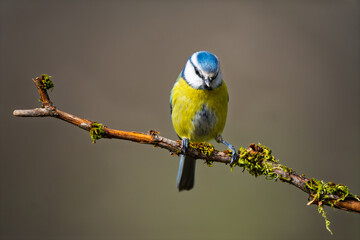 Eurasian Blue Tit (Cyanistes caeruleus) perched on a mossy branch © Jhony