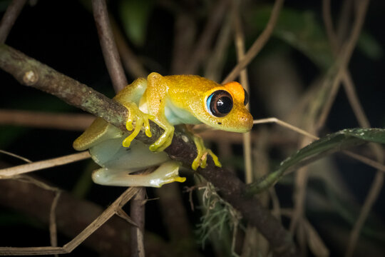 View of a small yellow frog with large dark eyes perched on a thin branch in the dense rainforest of Ranomafana, Vatovavy-Fitovinany, Madagascar.