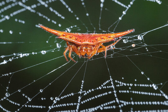 View of a vibrant orange spiny orb-weaver spider resting on a delicate dew-covered web in the rainforest of Ranomafana, Vatovavy-Fitovinany, Madagascar.