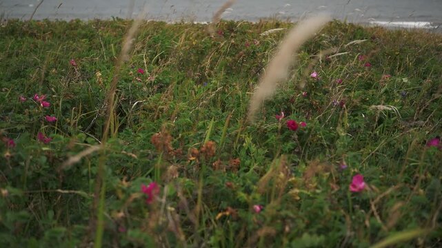 Coastline Where Rugosa Roses Bloom