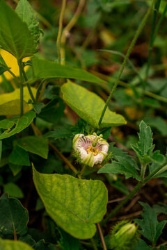 View of a delicate Passiflora foetida flower with intricate white and purple filaments surrounded by vibrant green leaves and hairy bracts in Sumbawa, Indonesia.