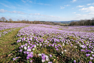 Fototapeta premium Sweeping field of purple and white crocus flowers under blue sky