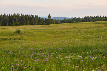 Fototapeta premium Wildflower Meadow in Krusne hory