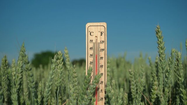 Thermometer measures temperature in wheat field under clear blue sky, showcasing growth and agricultural environment in rural setting