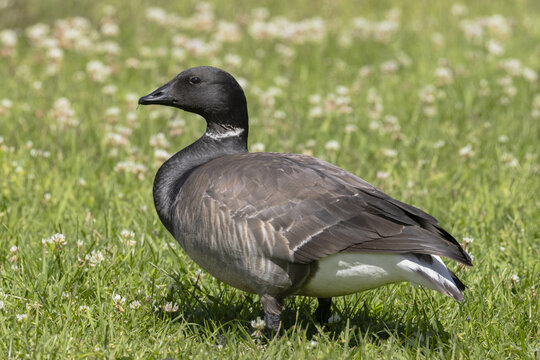 View of a brent goose standing in a grassy field with white clover flowers in Espoo, Uusimaa, Finland.