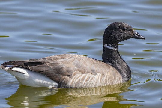 View of a brent goose swimming in calm water in Espoo, Uusimaa, Finland.