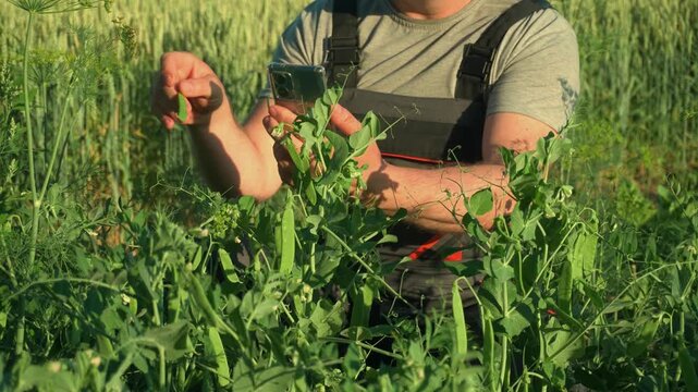 Agronomist in gray shirt and overalls examines fresh green peas while using a smartphone in a lush field surrounded by tall crops and vibrant greenery
