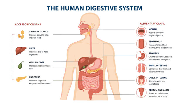 The Human Digestive System Explained: A detailed illustration of the human digestive system, showcasing the alimentary canal and accessory organs, with clear labels for each part and their functions.