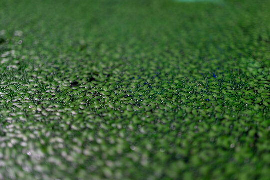 Spotless Watermeal Wolffia Arrhiza Forming Green Textured Surface