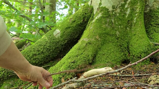 A hand gathers twigs around the large roots of a tree. Norway. July