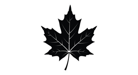 Fototapeta premium Maple leaf silhouette black white background nature