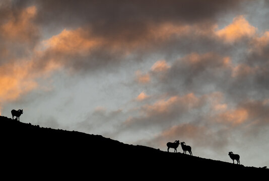 Bighorn rams at sunrise on a ridge
