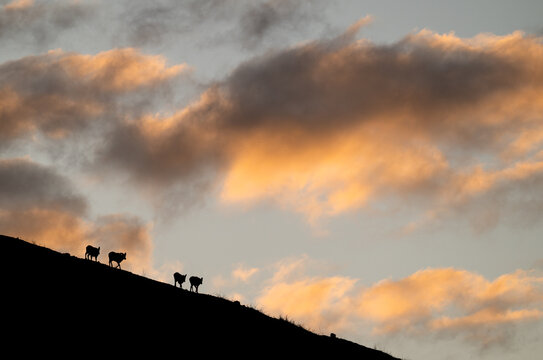 Bighorn rams at sunrise on a ridge