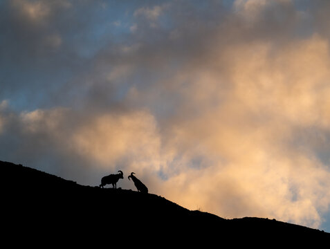 Bighorn rams at sunrise on a ridge
