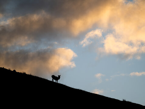 Bighorn rams at sunrise on a ridge