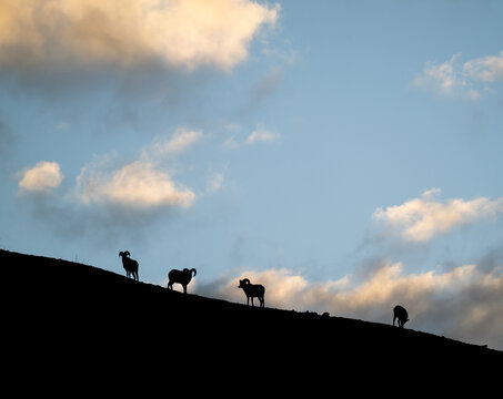 Bighorn rams at sunrise on a ridge