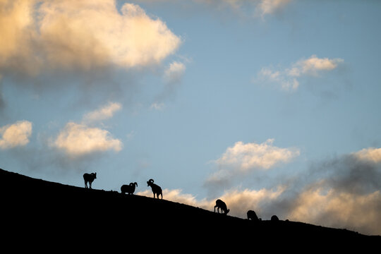Bighorn rams at sunrise on a ridge