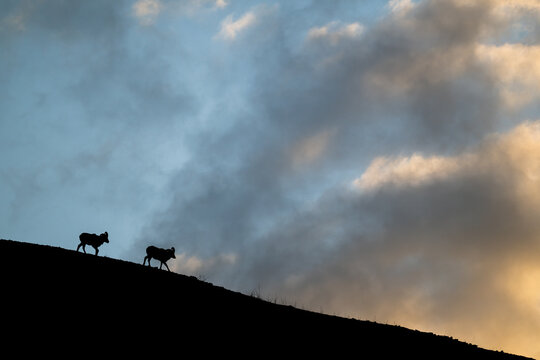 Bighorn rams at sunrise on a ridge