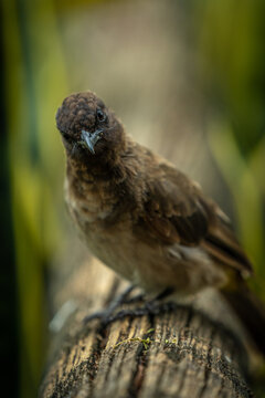 View of a dark-capped bulbul perched on a weathered wooden log with a soft, blurred natural background in Lake Nakuru National Park, Nakuru, Nakuru County, Kenya.