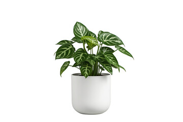 Fototapeta premium Indoor houseplant with green leaves and white stripes, growing in modern white ceramic pot with transparent background
