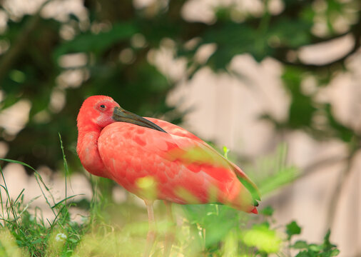 Scarlet Ibis resting head on it's back - tis is the national bird of Trinidad.