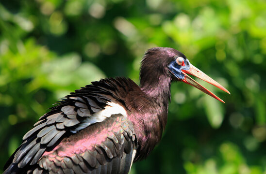 Abdims Stork also known as also known as the white-bellied stork is the smallest of the storks, tradition says they bring luck and the rains!