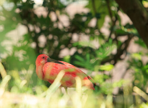 Scarlet Ibis, resting in the grassland -  national bird of Trinidad
