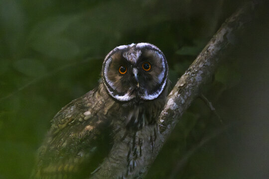 View of a long-eared owl perched on a tree branch in a forest in Helsinki, Uusimaa, Finland.