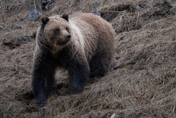 Fototapeta premium Young grizzly bear in the Canadian Rockies