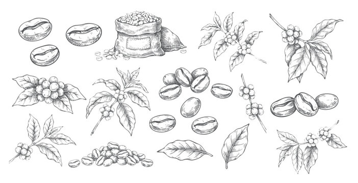 Coffee botanical elements with bean sack, roasted beans, branches, and leaves in vintage engraving.
