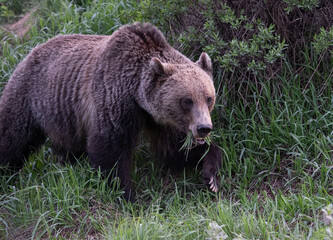 Fototapeta premium Young grizzly bear in the spring in the Canadian Rockies