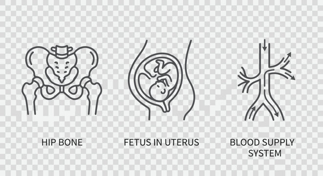Medical icons depicting hip bone, fetus in uterus, and blood supply system