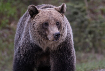 Fototapeta premium Grizzly bear in the Canadian Rockies in the spring