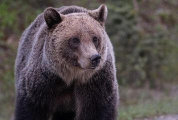 Fototapeta premium Grizzly bear in the Canadian Rockies in the spring