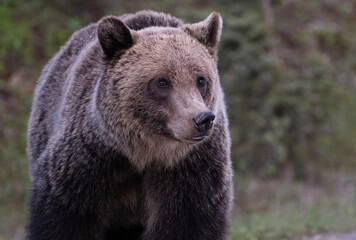 Fototapeta premium Grizzly bear in the Canadian Rockies in the spring