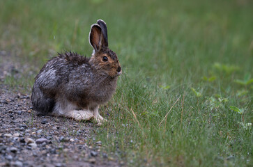 Obraz premium Snowshoe hare in the early summer