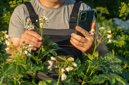 Agronomist looking at smartphone while holding small potato plant in garden. Against background of field with green crops and flowers