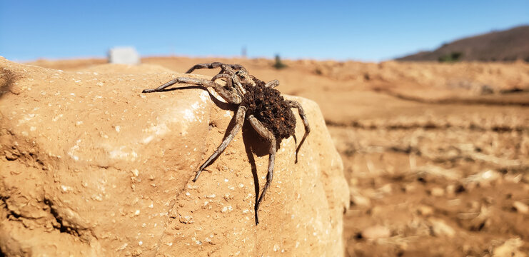 Macro shot of a female wolf spider lycosidae carrying her babies on her back on a rock
spider on the ground