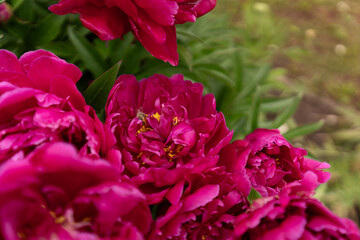 Obraz premium Deep Pink Peony Blossom in Garden Setting