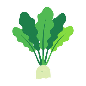 Whole daikon radish with vibrant green leaves on a white background in a minimalist flat design style. Healthy organic vegetable concept
