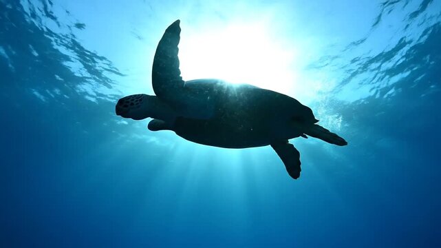 Sea turtle swimming underwater with sunlight.