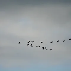 Fotobehang Vogels birds in flight  © Karolinasla