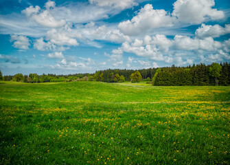 Obraz premium Peaceful picturesque mesmerizing atmospheric landscape meadow grasslands pasture with blooming dandelion flowers and forest, blue sky panorama, landscape horizontal format, real photo, non ai