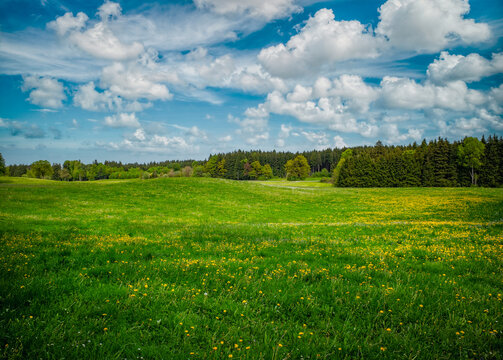 Peaceful picturesque mesmerizing atmospheric landscape meadow grasslands pasture with blooming dandelion flowers and forest, blue sky panorama, landscape horizontal format, real photo, non ai