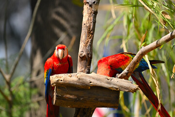Beautiful scarlet macaws feeding on a sunny day © Yevg45